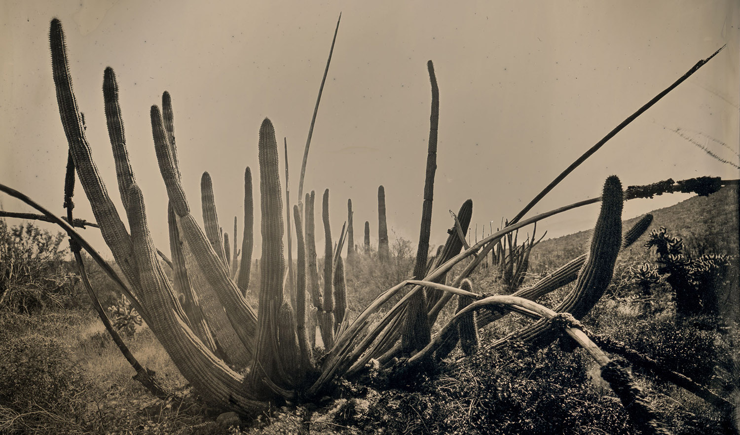 Read more about the article Organ Pipe Cactus National Monument